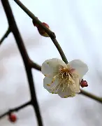 包含梅斯欲奋力一搏，面对劲旅里尔的词条